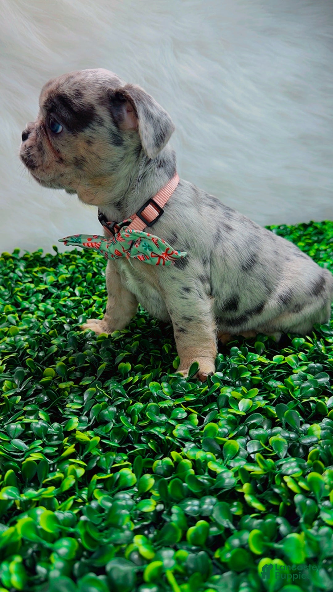 French Bulldog dogs for sale: TIFFANY - Ad 11