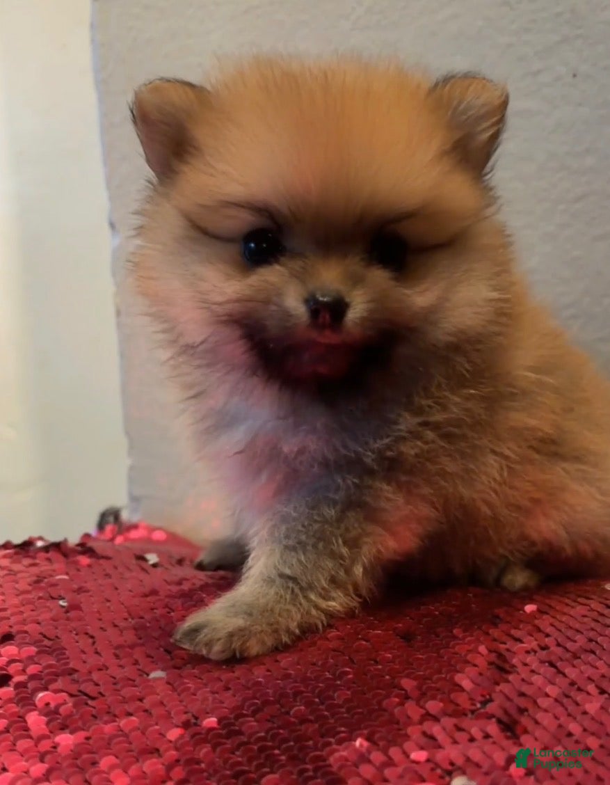 Pomeranian dogs Pomeranian 3 - Ad 2