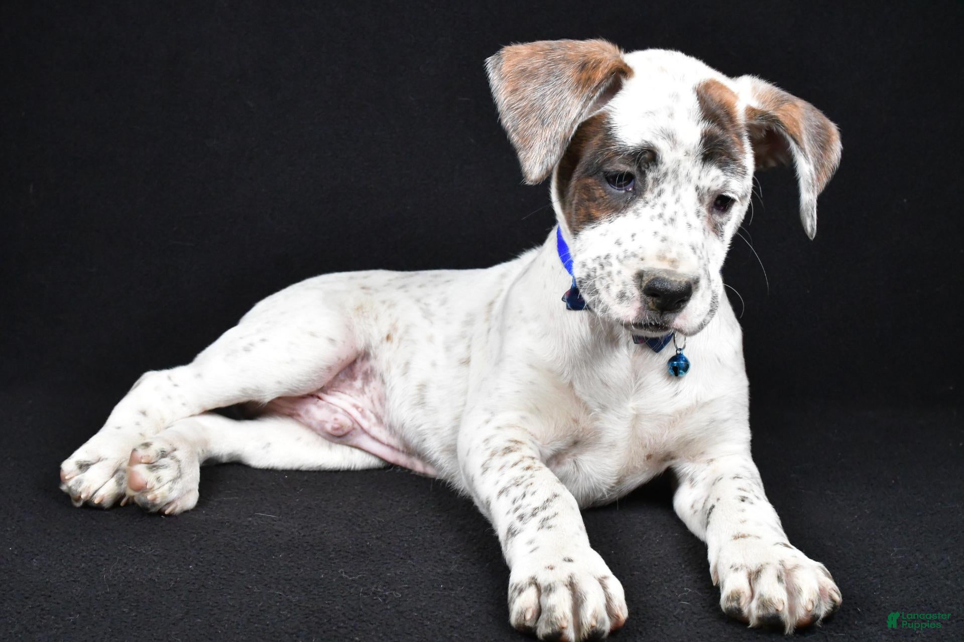 Boxer dogs for sale: Rascal Boxer mix - Ad 2