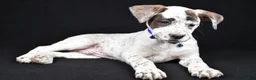 Boxer dogs for sale: Rascal Boxer mix - Ad 2
