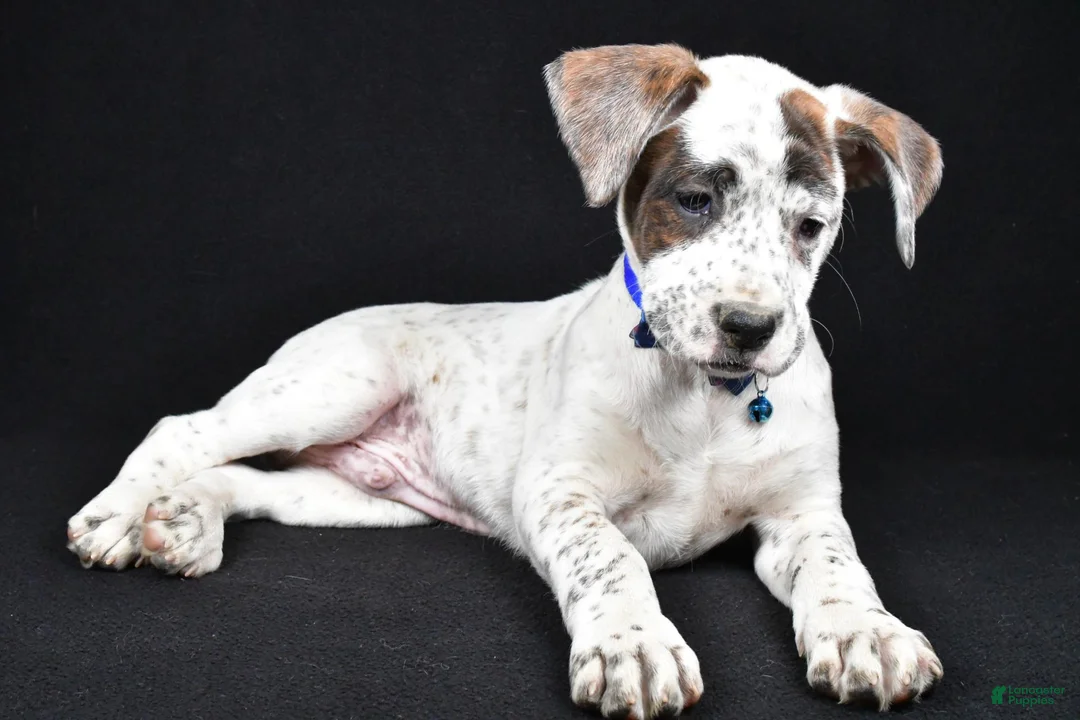 Boxer dogs for sale: Rascal Boxer mix - Ad 2