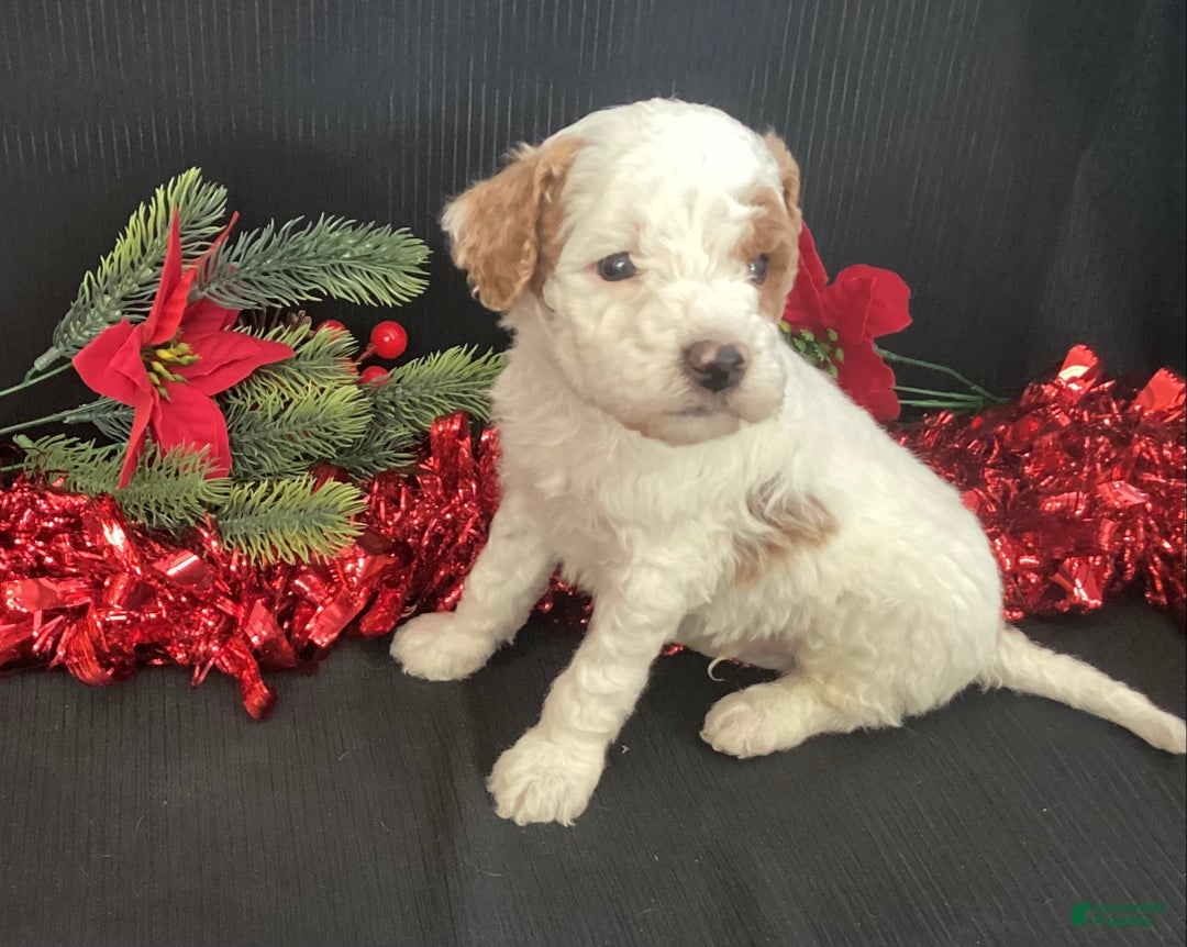 Mini Goldendoodle dogs for sale: Wilbur - Ad 4