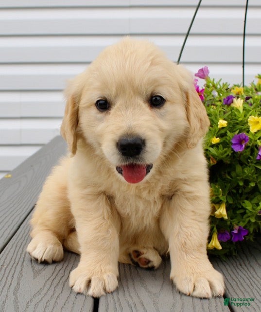 Golden Retriever dogs Zoey - Ad 2