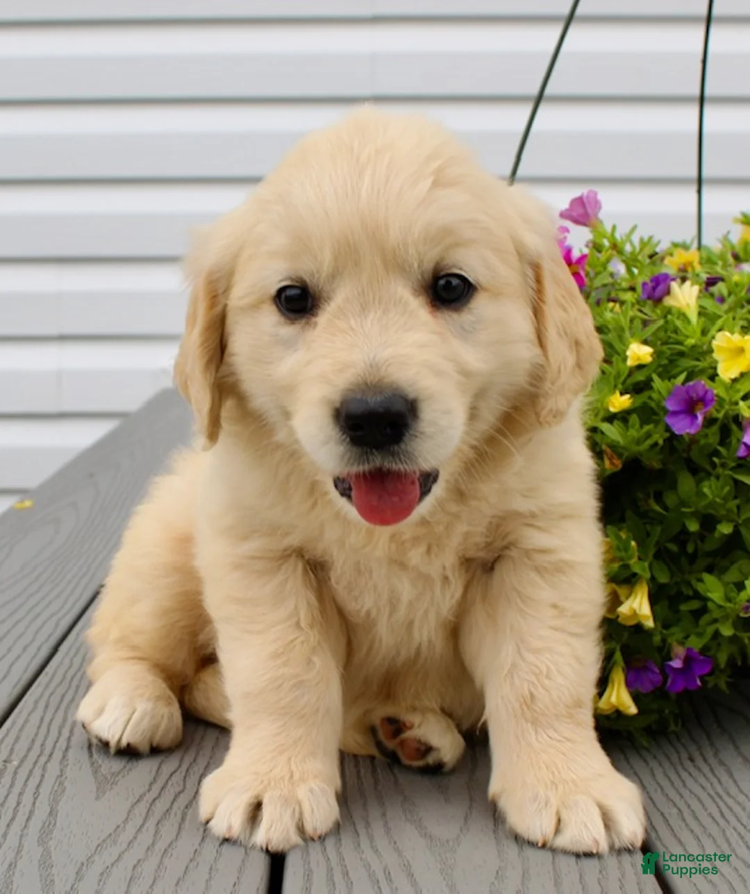 Golden Retriever dogs for sale: Zoey - Ad 2
