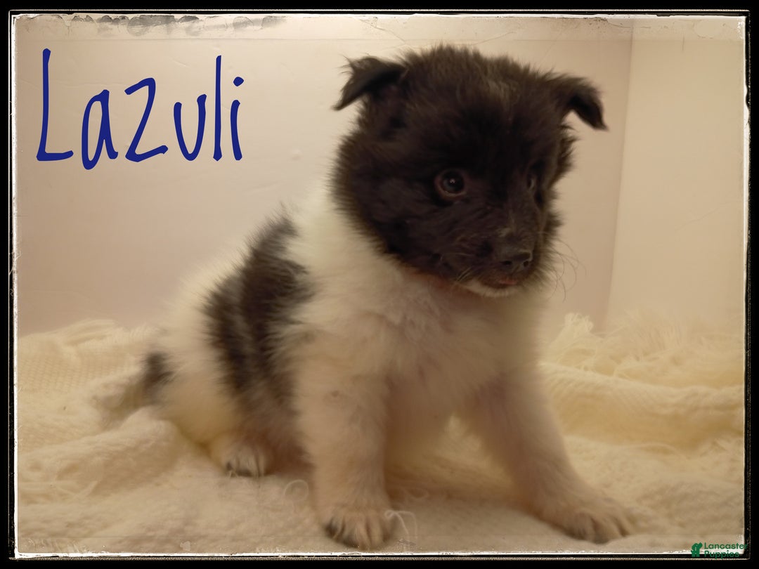 Shetland Sheepdog dogs for sale: Lazuli - Ad 1