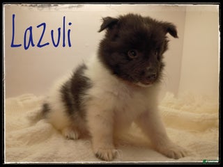 Shetland Sheepdog dogs Lazuli - Ad 31