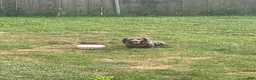 Dachshund dogs for sale: Dachshund 2 - Ad 6