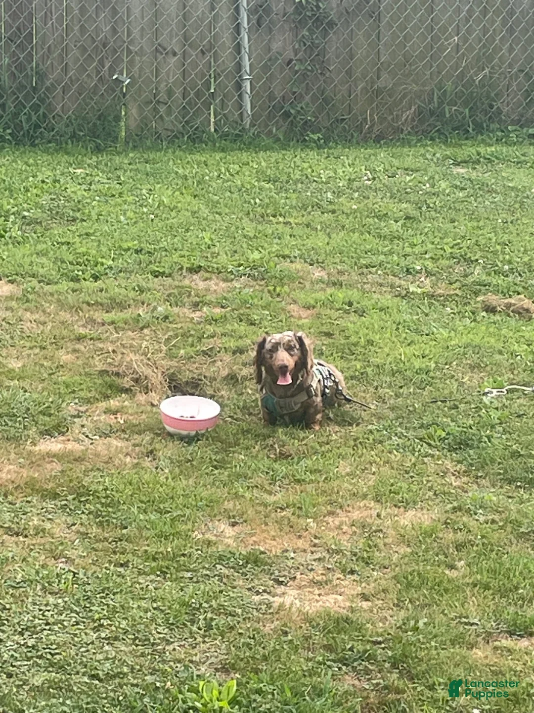 Dachshund dogs for sale: Dachshund 2 - Ad 6