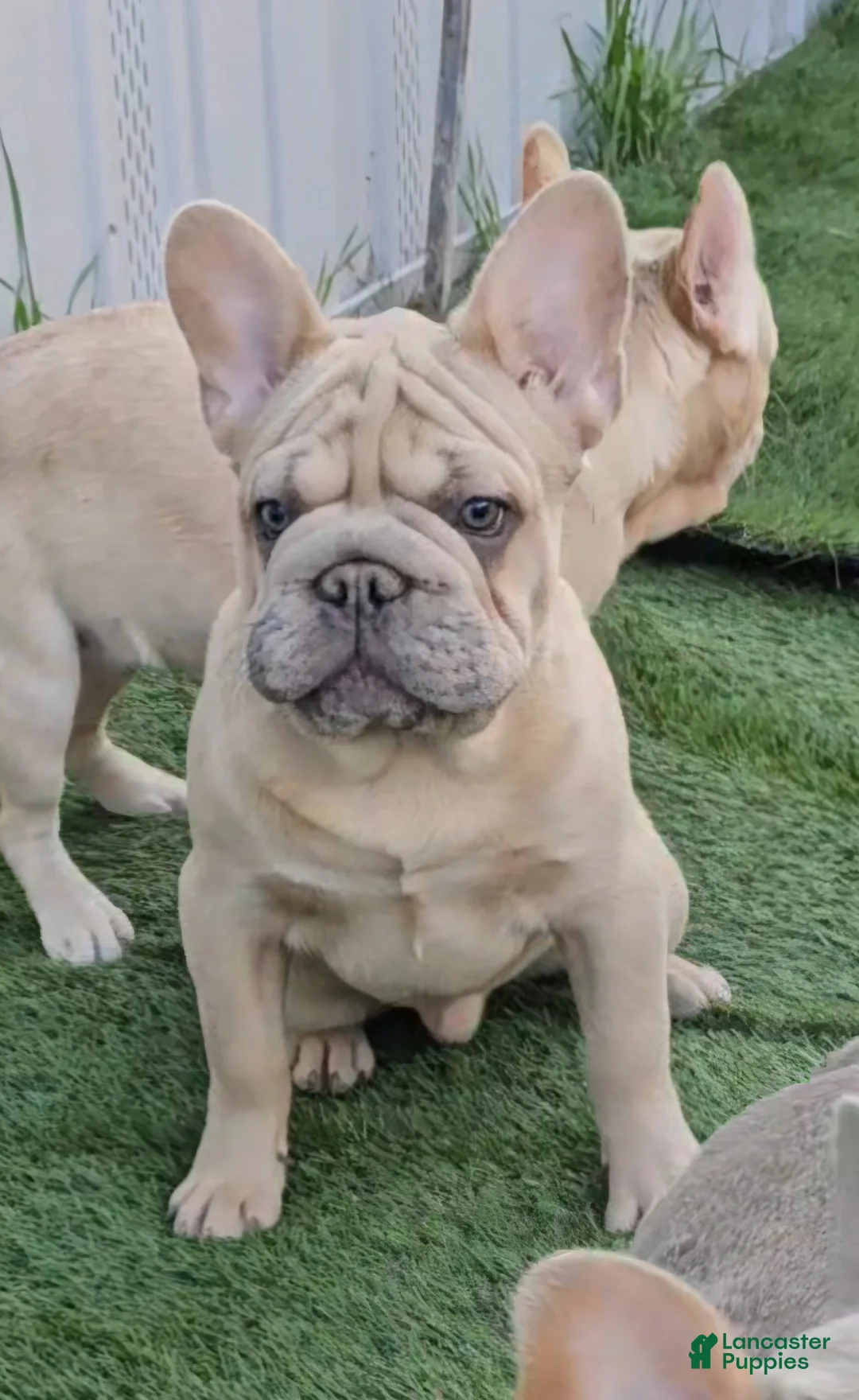 French Bulldog dogs for sale: French Bulldog Puppy 1 - Ad 14