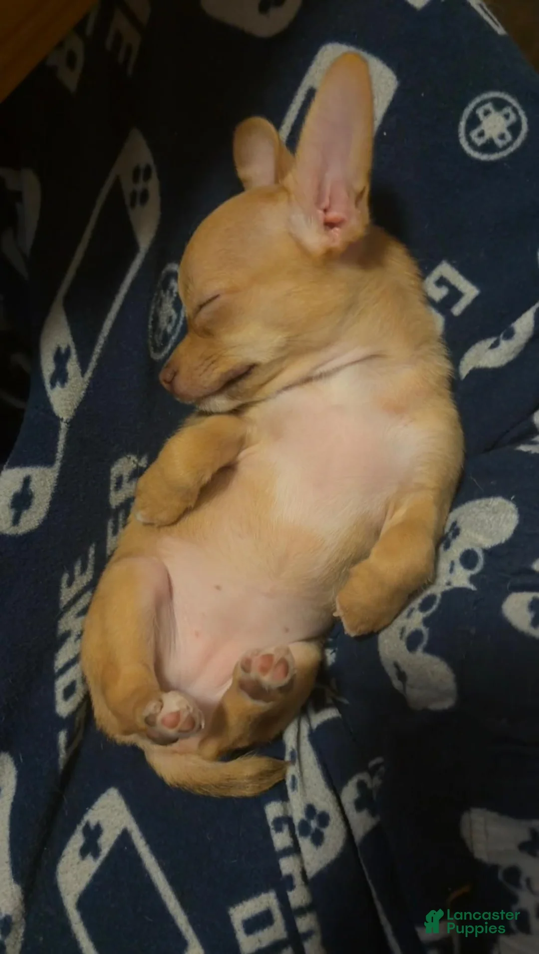 Chihuahua dogs for sale: Chihuahua 1 - Ad 5