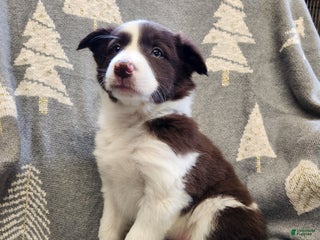 Border Collie dogs Border Collie - Cookie - Ad 31