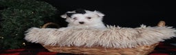 Maltese dogs for sale: ARCHIE - Ad 8