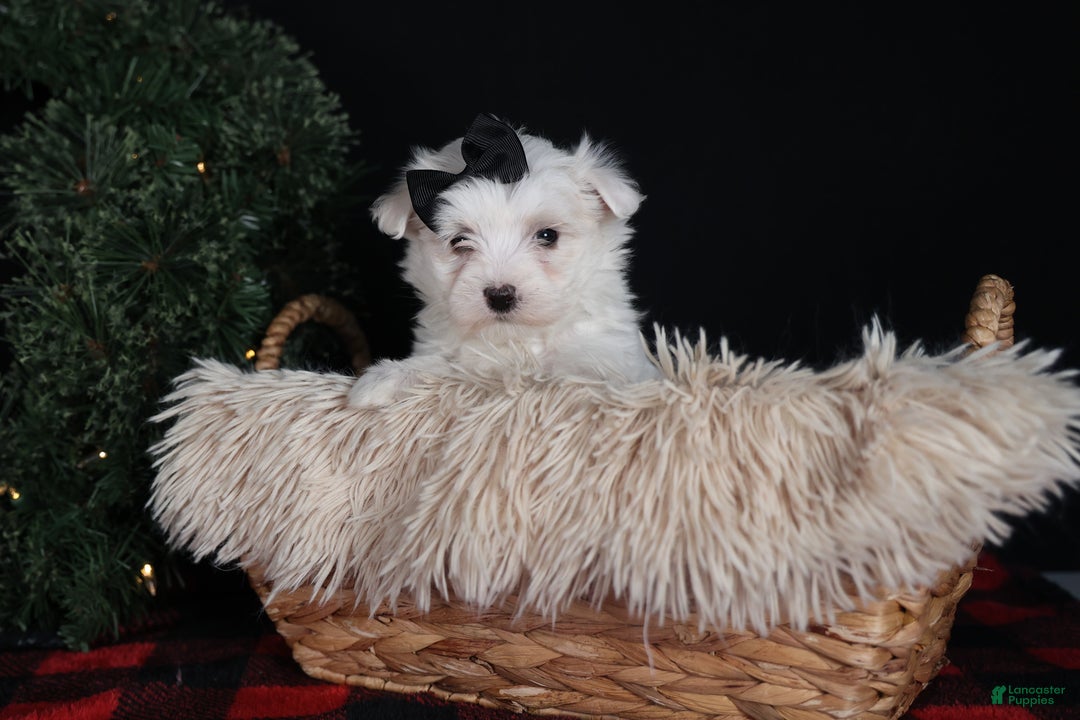 Maltese dogs for sale: ARCHIE - Ad 8