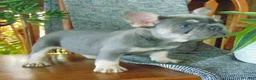 French Bulldog dogs for sale: Missy - Ad 11