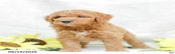 Goldendoodle dogs for sale: Josiah - Ad 3