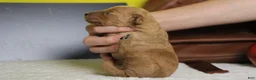 Goldendoodle dogs for sale: Ravioli - Ad 7