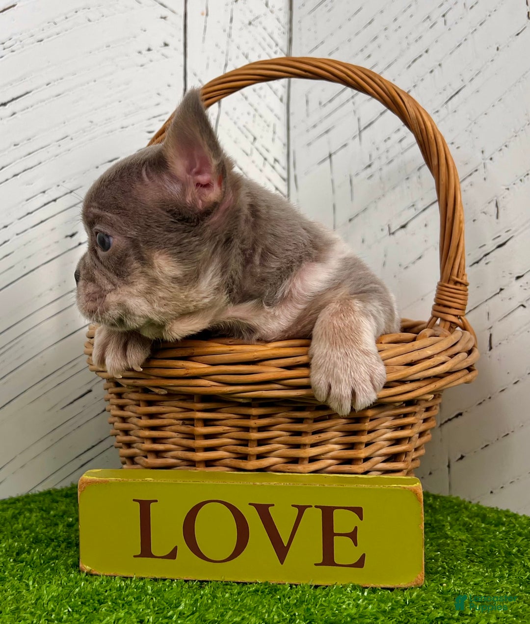 French Bulldog dogs for sale: Captain - Ad 2