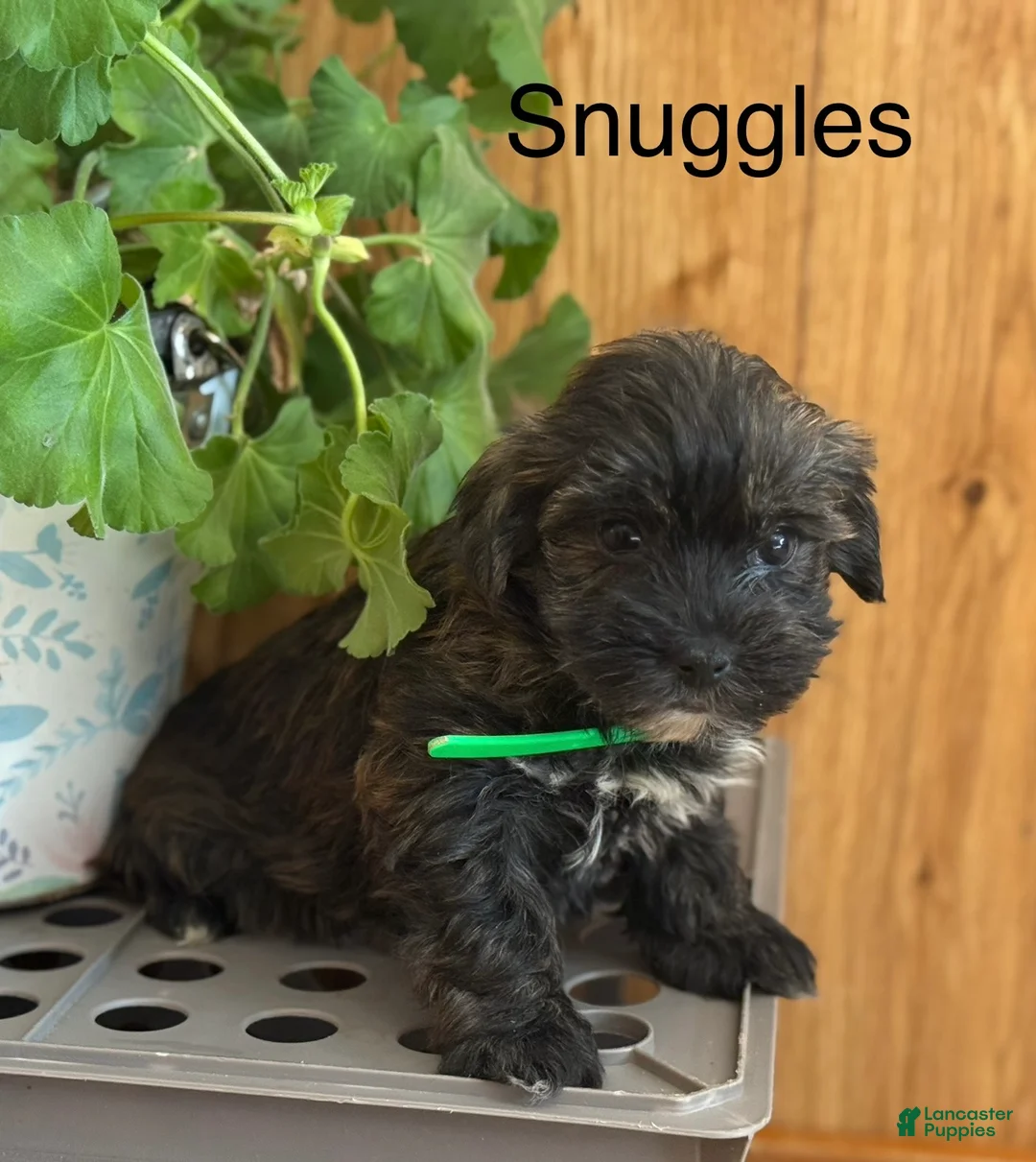 Morkie dogs for sale: Snuggles - Ad 1