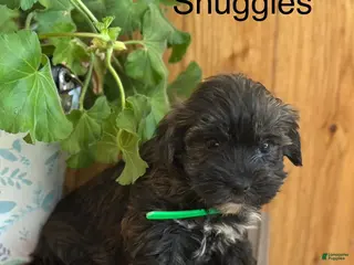Morkie dogs Snuggles - Ad 40