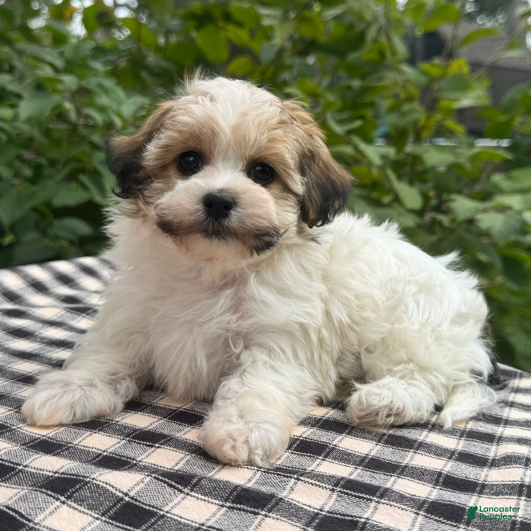 Havapoo dogs Belle - Ad 1