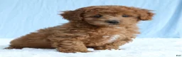 Toy Poodle dogs for sale: Waffles 🧇  - Ad 7