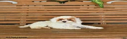 Mixed Breed dogs for sale: Koby - Ad 1