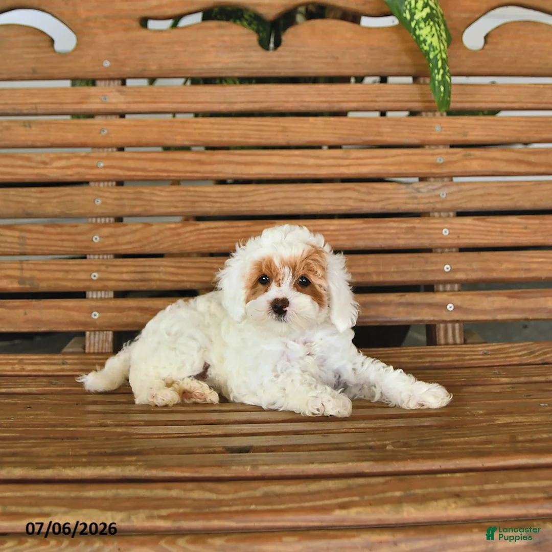 Mixed Breed dogs for sale: Koby - Ad 1
