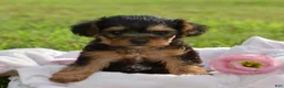 Yorkiepoo dogs for sale: Yorkiepoo 5 - Ad 6