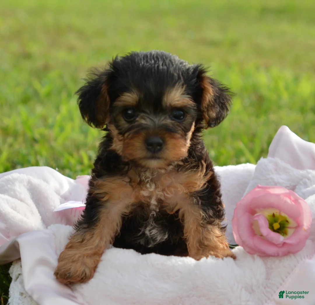 Yorkiepoo dogs for sale: Yorkiepoo 5 - Ad 6