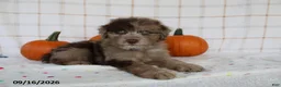 Mini Aussiedoodle dogs for sale: Baxter - Ad 3