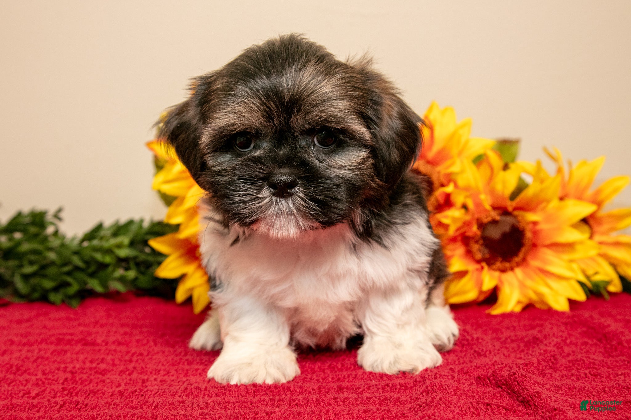 Shih Tzu dogs Teddy - Ad 2