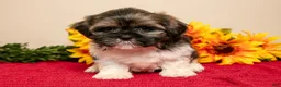 Shih Tzu dogs for sale: Teddy - Ad 2