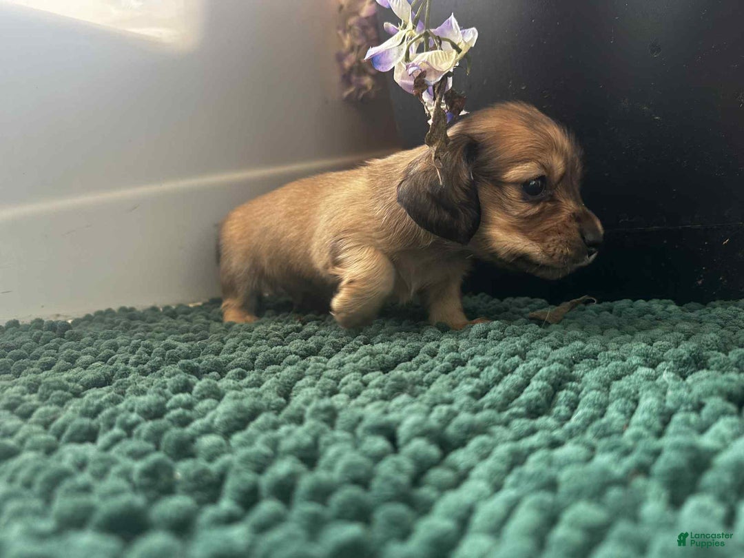 Dachshund dogs for sale: Mickey - Ad 11