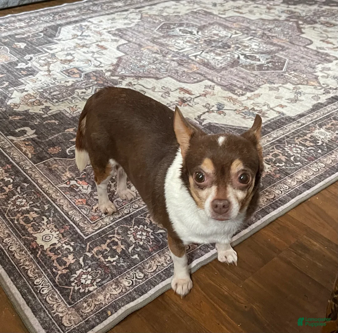 Chihuahua dogs for sale: Chihuahua Puppy 1 - Ad 2