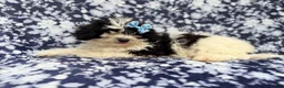 Shihpoo dogs for sale: Darlin - Ad 3