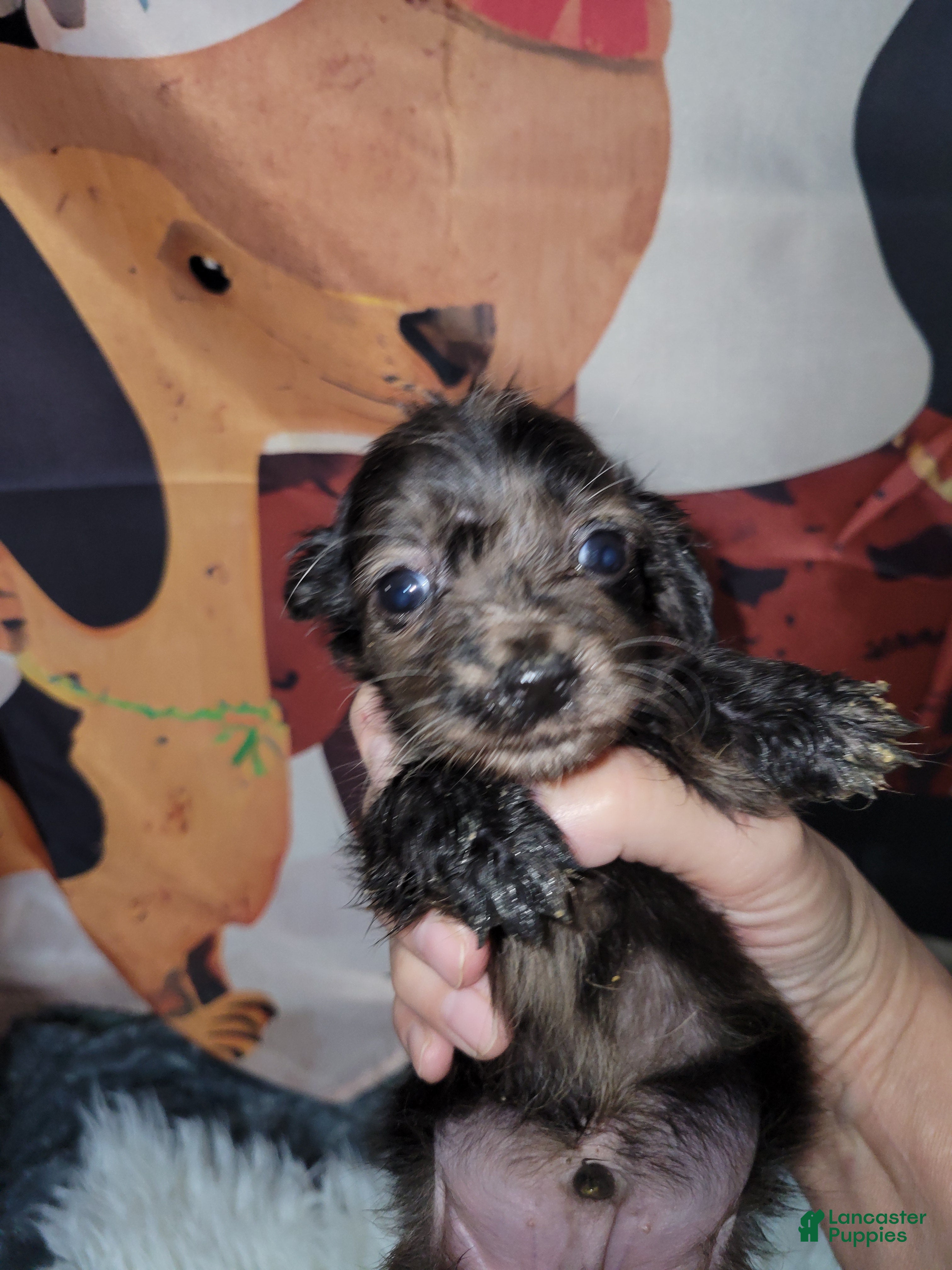 Miniature Dachshund dogs Ward - Ad 6