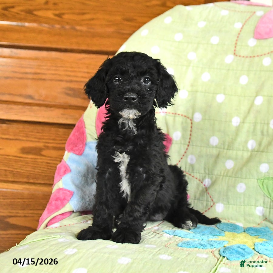 Mini Goldendoodle dogs Kelsey - Ad 1