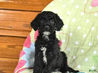 Mini Goldendoodle dogs for sale: Kelsey - Ad 4