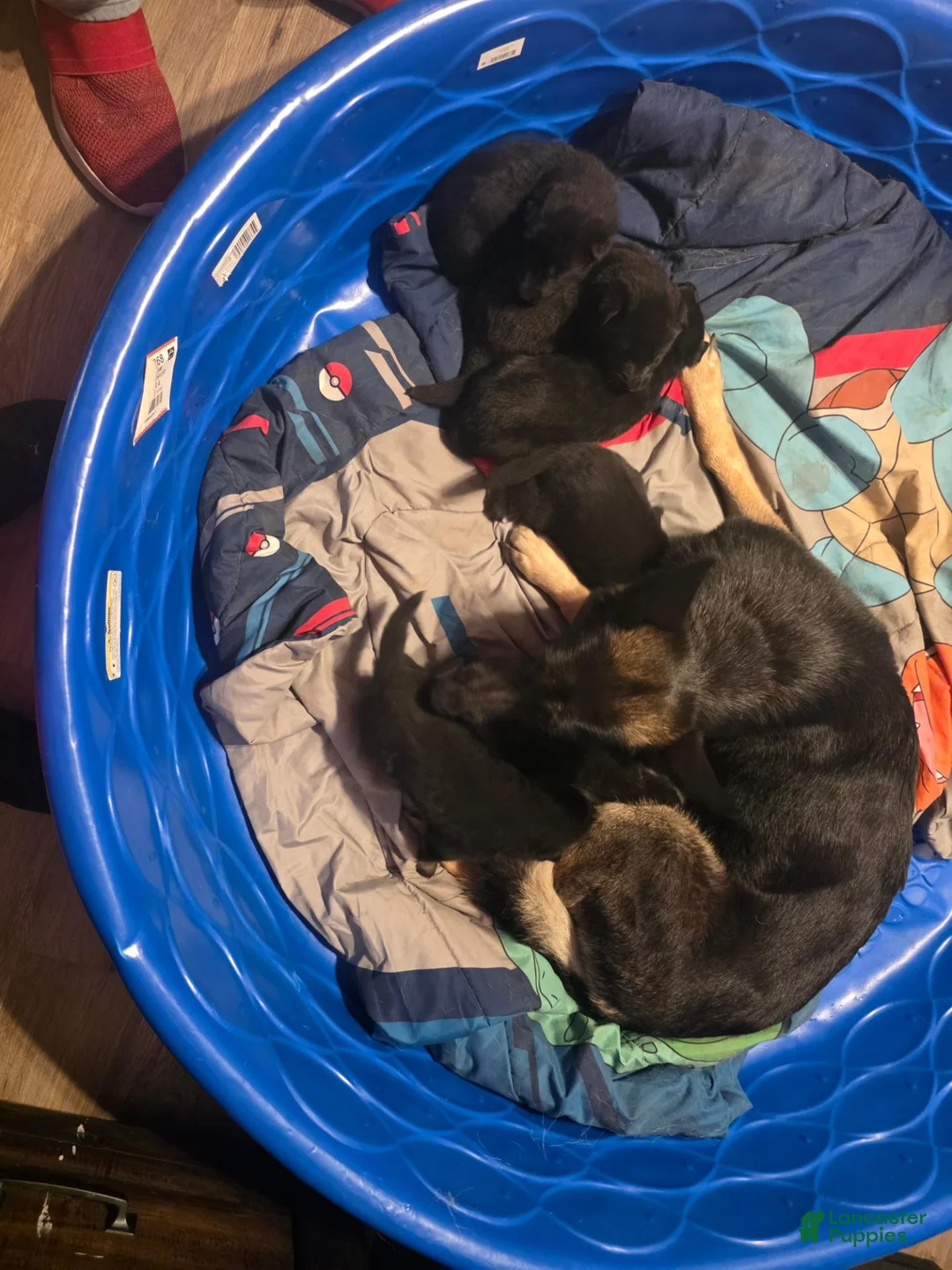 German Shepherd dogs for sale: German Shepherd 1 - Ad 2
