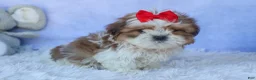 Shih Tzu dogs for sale: SAMMY - Ad 9