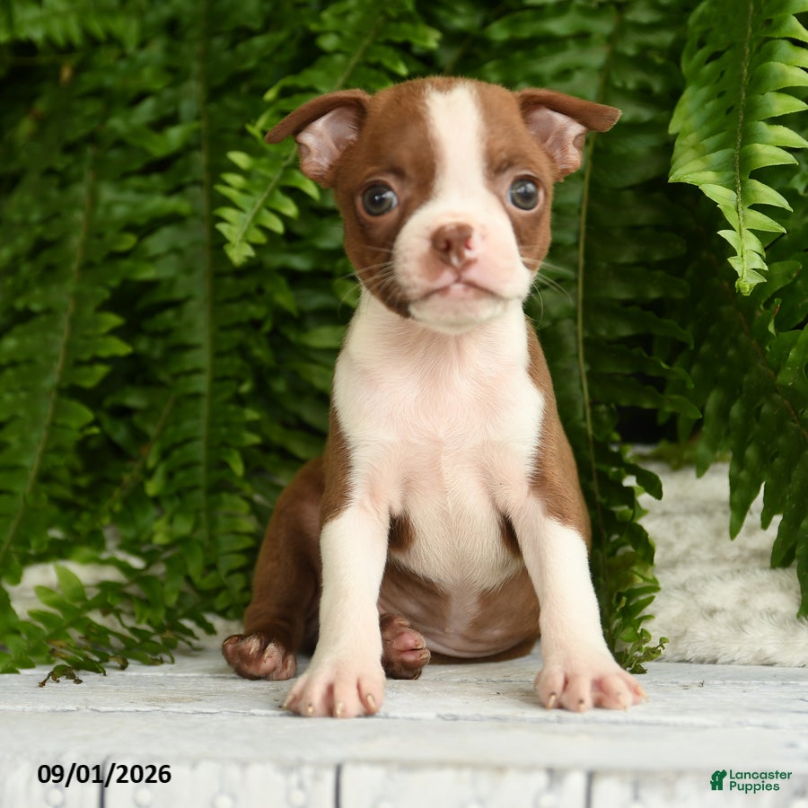 Boston Terrier dogs Artemis - Ad 1