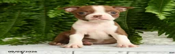 Boston Terrier dogs for sale: Artemis - Ad 1