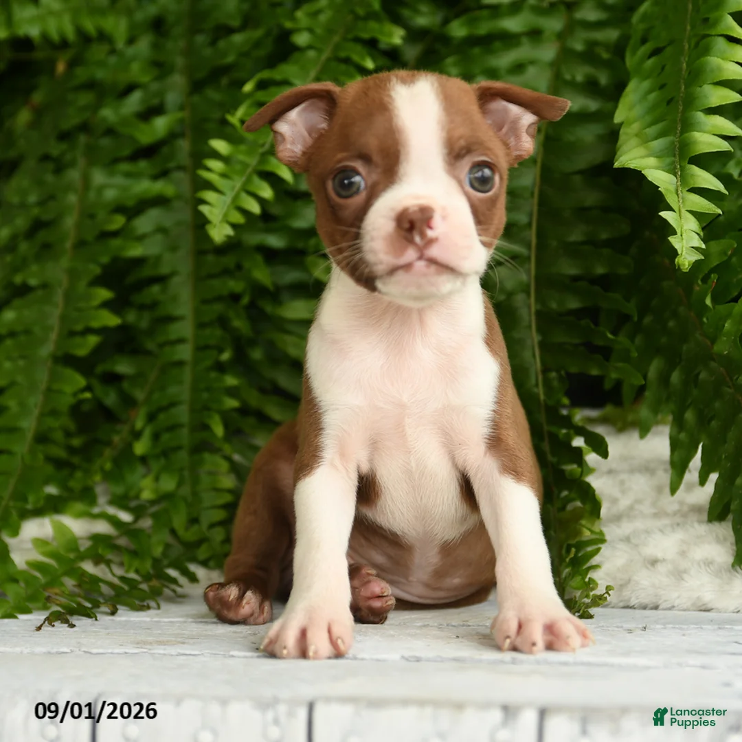 Boston Terrier dogs for sale: Artemis - Ad 1
