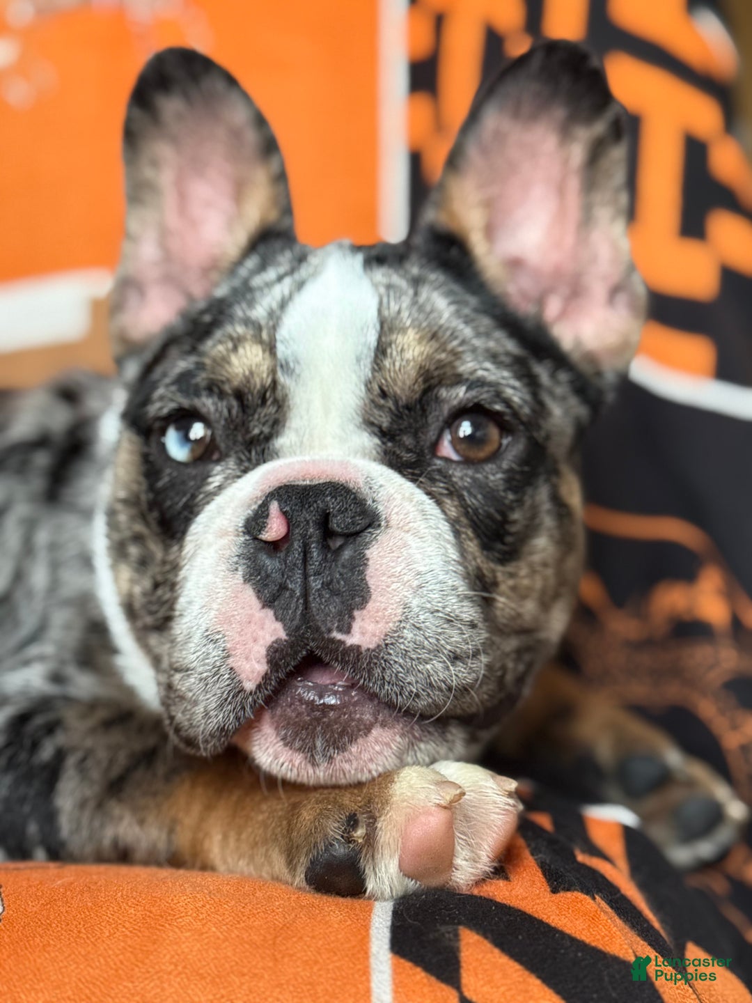 French Bulldog dogs for sale: Marcus - Ad 5