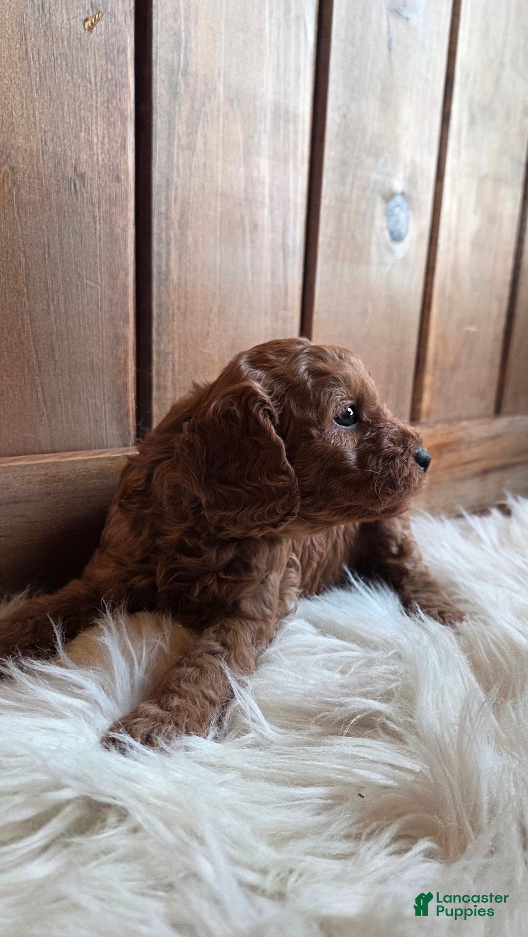 Cavapoo dogs for sale: Milo - Ad 5