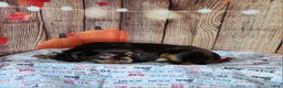 Cavalier King Charles Spaniel dogs for sale: AKC Duke - Ad 3