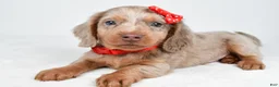 Miniature Dachshund dogs for sale: Tucker - Ad 5
