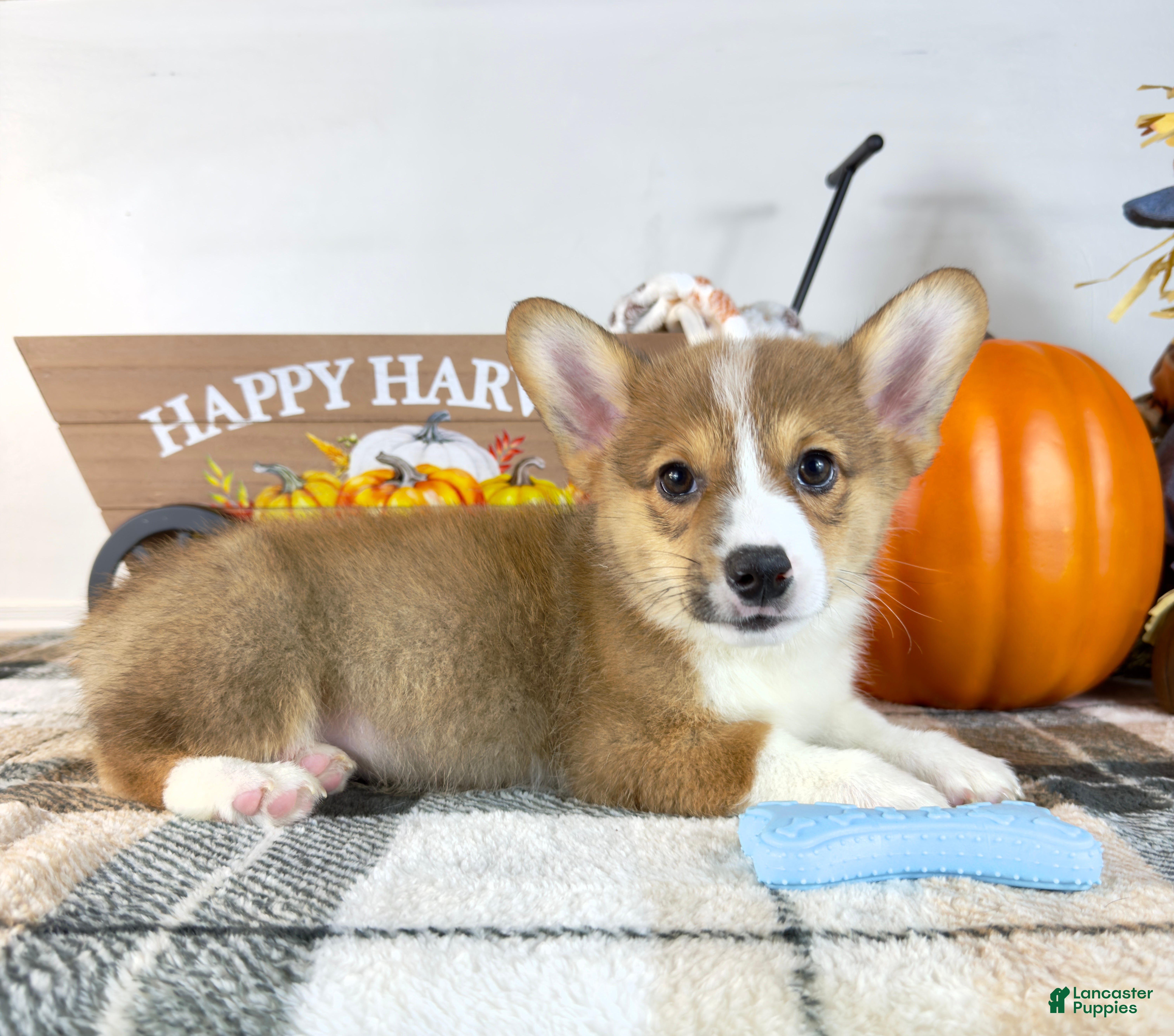 Pembroke Welsh Corgi