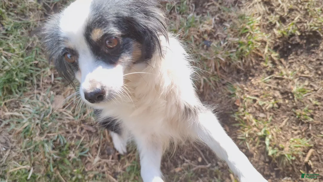 Australian Shepherd dogs for sale: NESSIE - Ad 9
