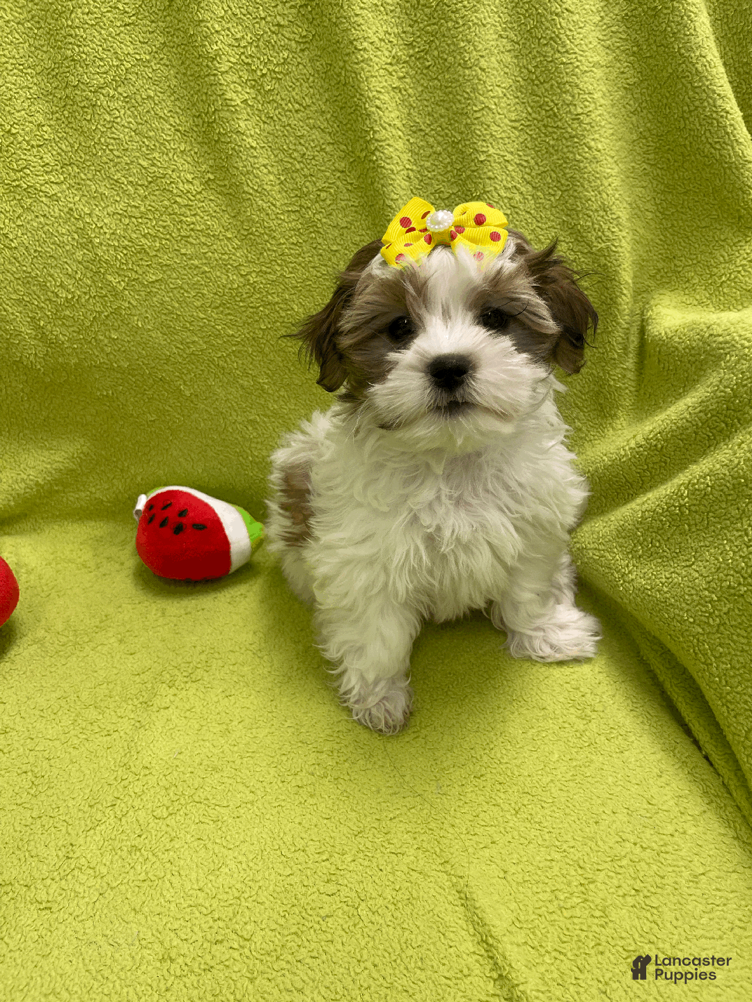 Malshi dogs for sale: Tiny - Ad 3